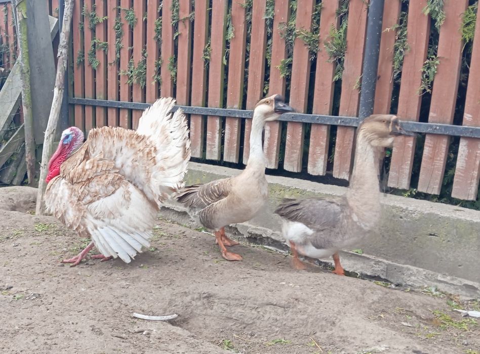 Kaczki, Kaczory , gęsi, indyki