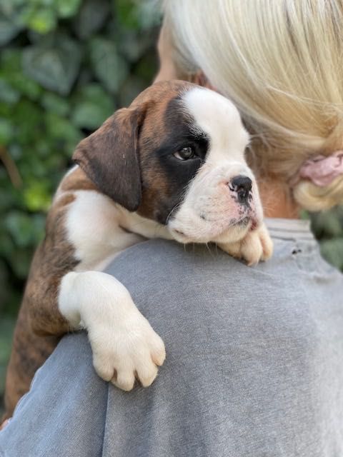 Боксер. Тигрова дівченка.