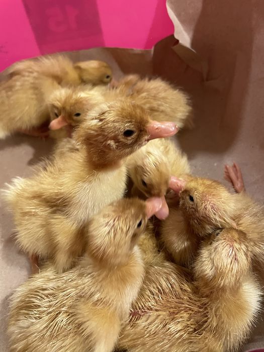 Инкубационное яйцо бройлерной белой утки