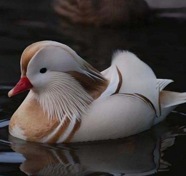Kaczki   ozdobne   MANDARYNKI   BLOND  oraz wiele  innych