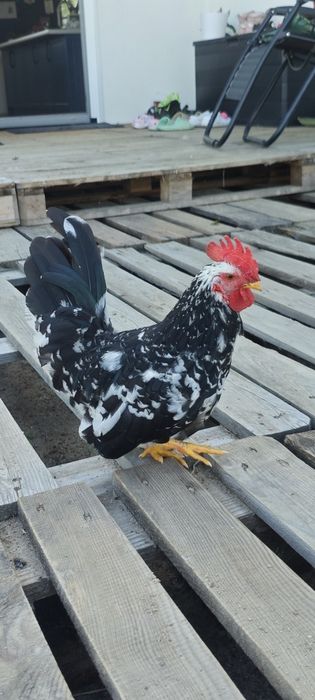 Koguty Chabo mały kogut