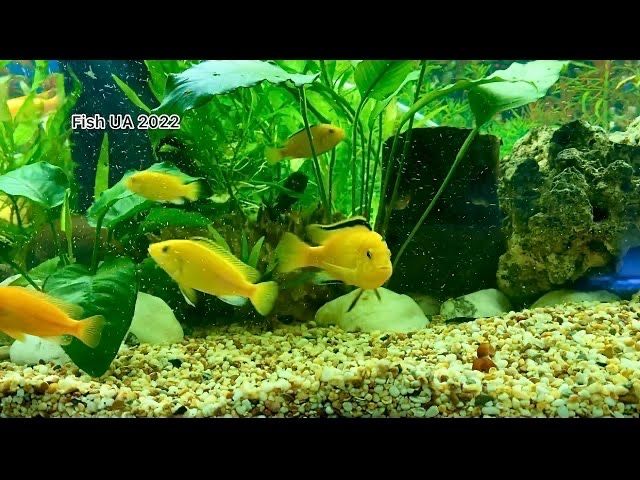 Лабидохромисы, аулонокары,анциструсы, северум, сапфировые попугайчики