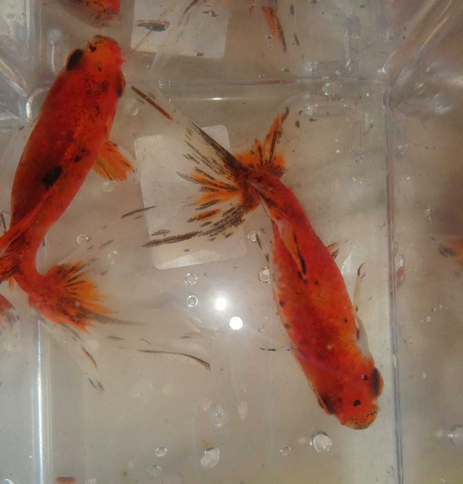 Wakin (Peixe dourado do Japão) 9cm Agua Fria