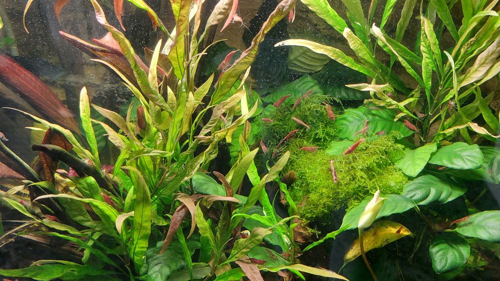 Krewetki Red Cherry (Neocaridina Davidi Var. Red) duże, okazja!