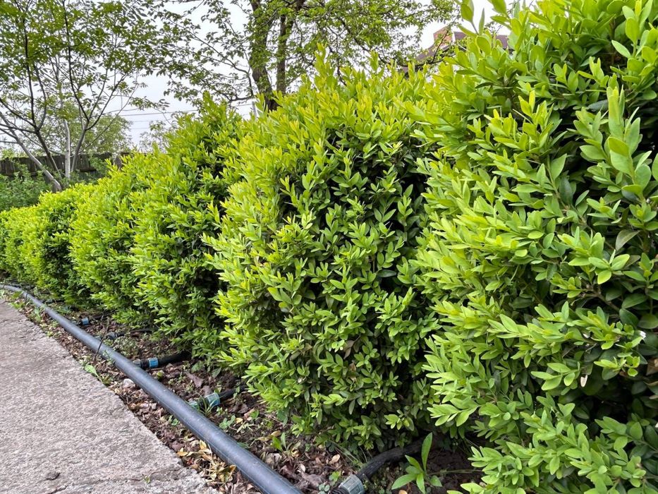 Самшит сформований біля 65 см