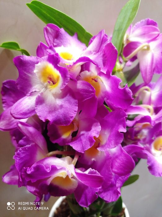 Орхидея Дендробиум Нобиле.