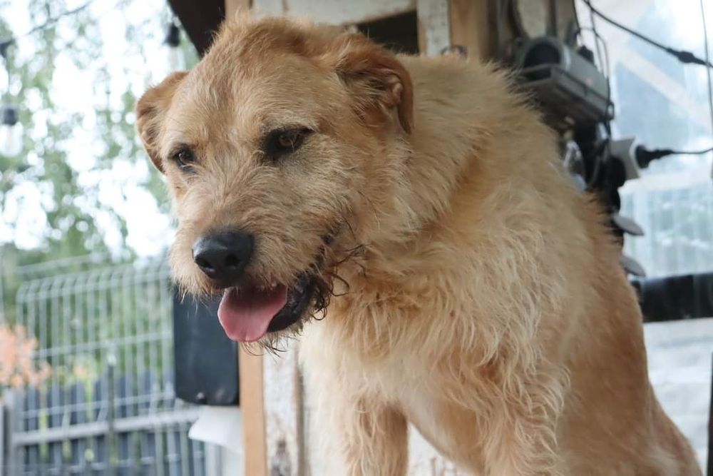 Karmel , piękny olbrzym do pokochania