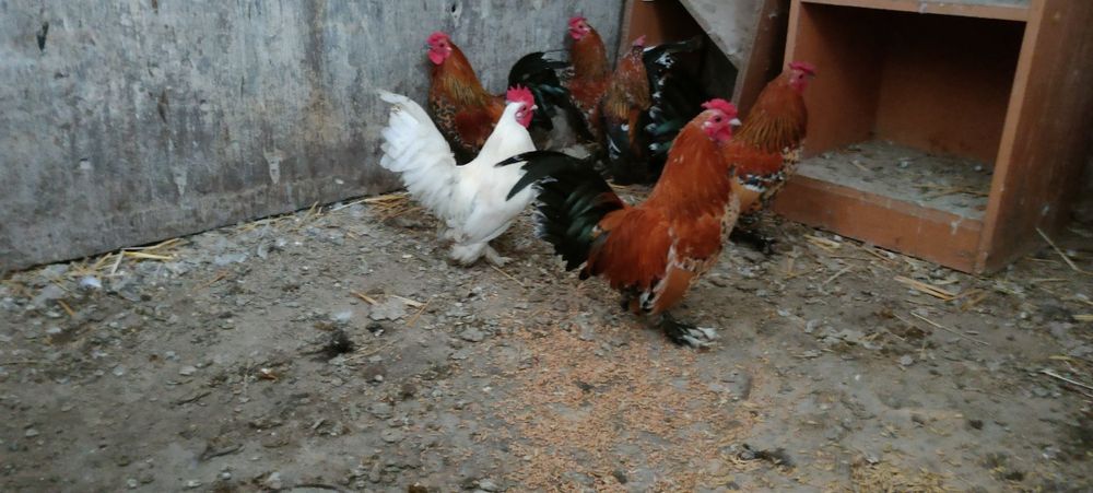 Sprzedam kury i koguty