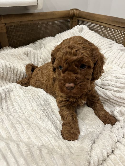 Suczka pudel Toy/Miniatura szczeniak