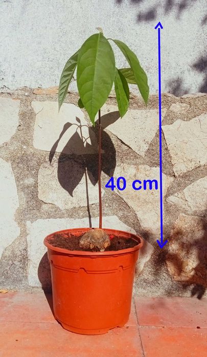 Abacateiro em vaso