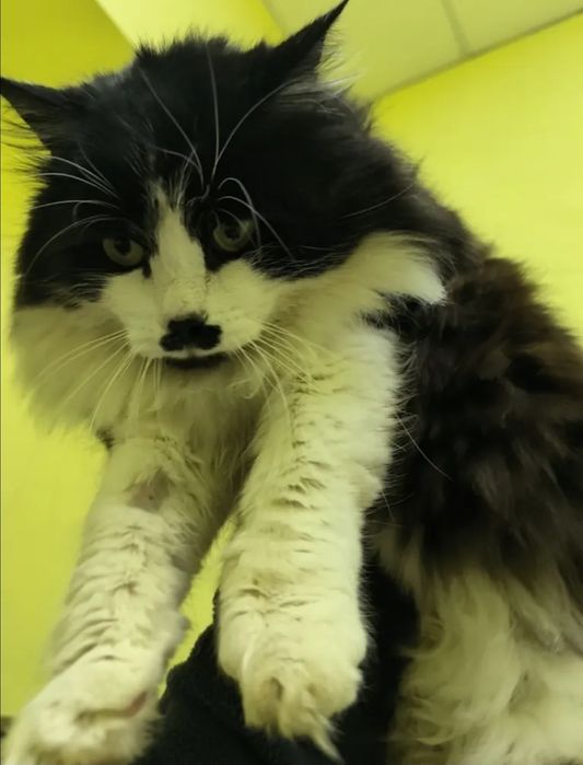 Отдам даром в добрые руки пушистого черно-белого котика