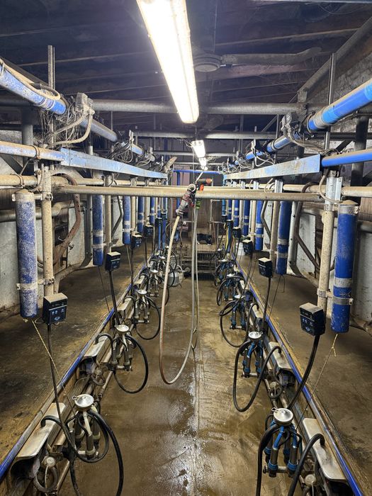 Hala udojowa delaval rybia ość 2x6 gea westfalia lely