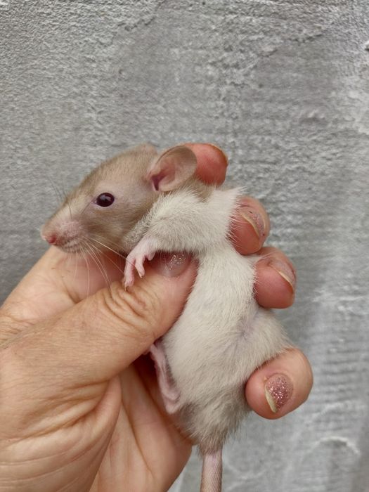 Крысята Дамбо и стандарт