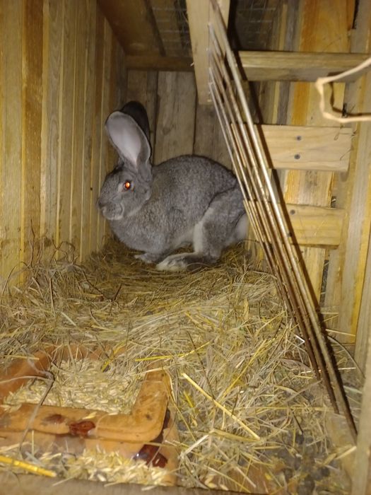 Фландр самець. 1000грн