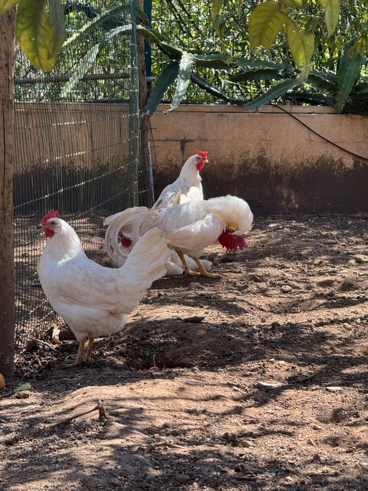 OVOS sedosa, fénix, orpington, araucana, leghorn e brahma
