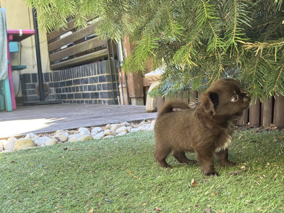 Chihuahua Dlugowlosy FCI