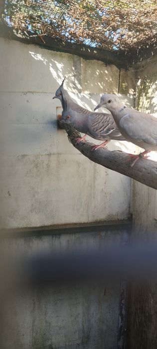 Vendo um pombo bravo de 2026