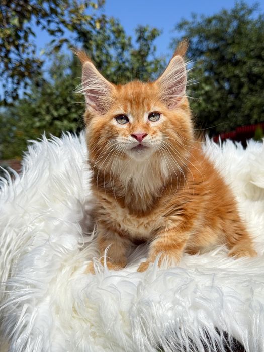 Maine coon boy червоний