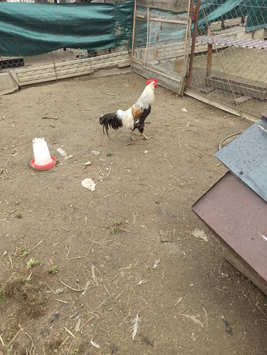 Piękny kogut rady Włoch