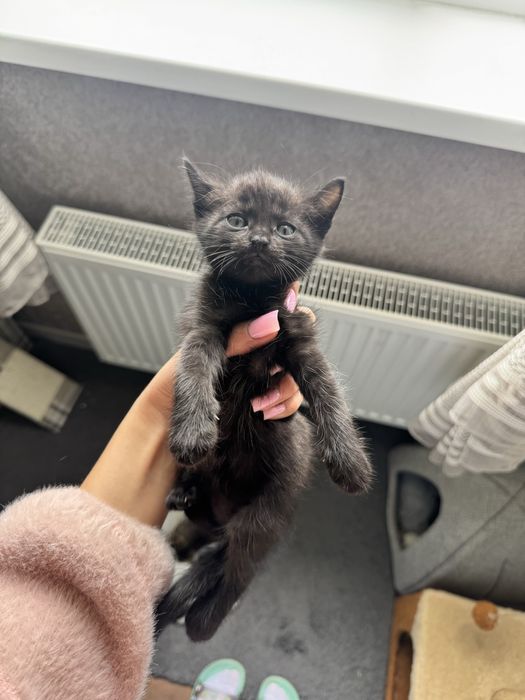 ‼️КОШЕНЯТА‼️(Київ,Київська область)