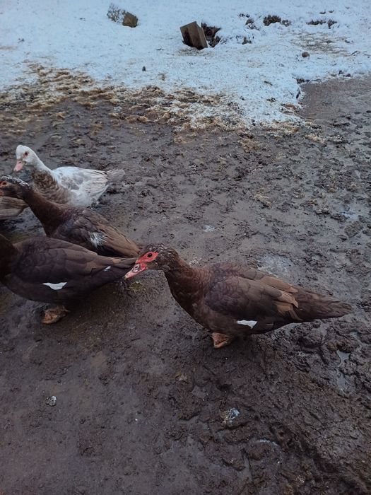 Продам мускусний качки глухі