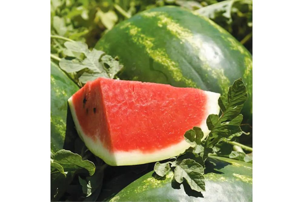 Насіння кавуна ВДЛ5003 АРАШАН F1 1000 шт VDL5003 ARASHAN F1 Семена