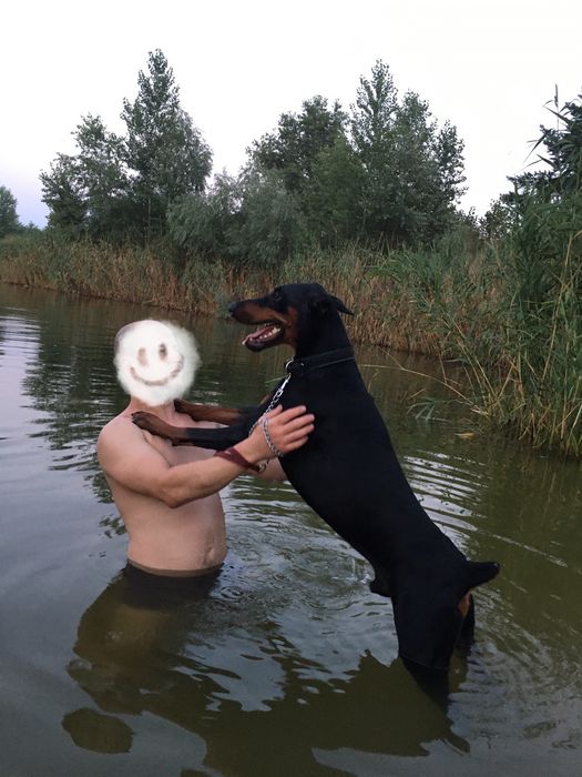 Вязка добермана , мальчик