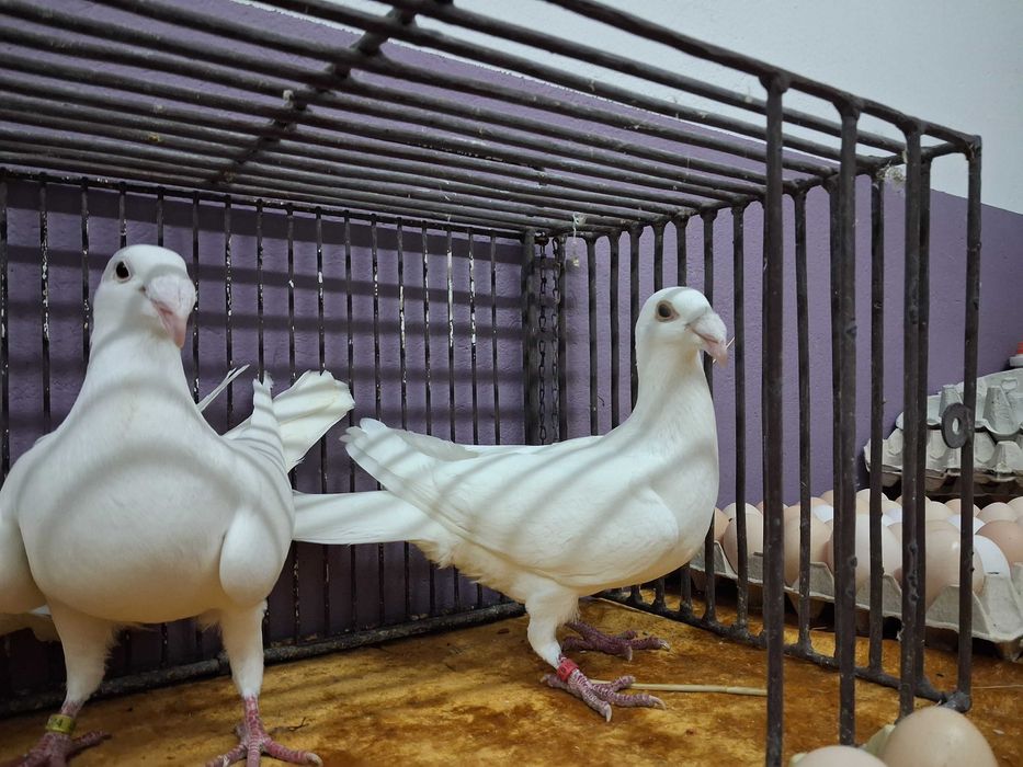 Sprzedam golebie rzeszowskie