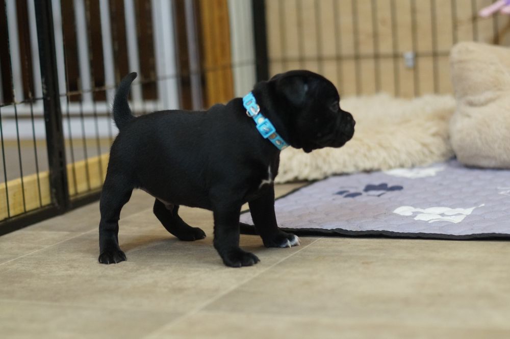 Staffordshire Bull Terrier