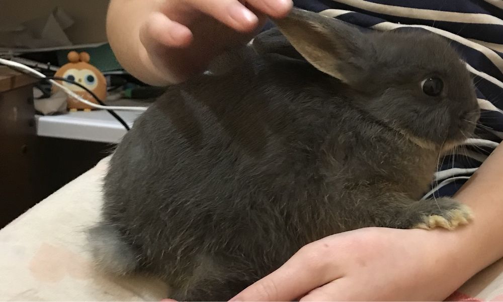 Декоративні кролики міні нідерландські мікро