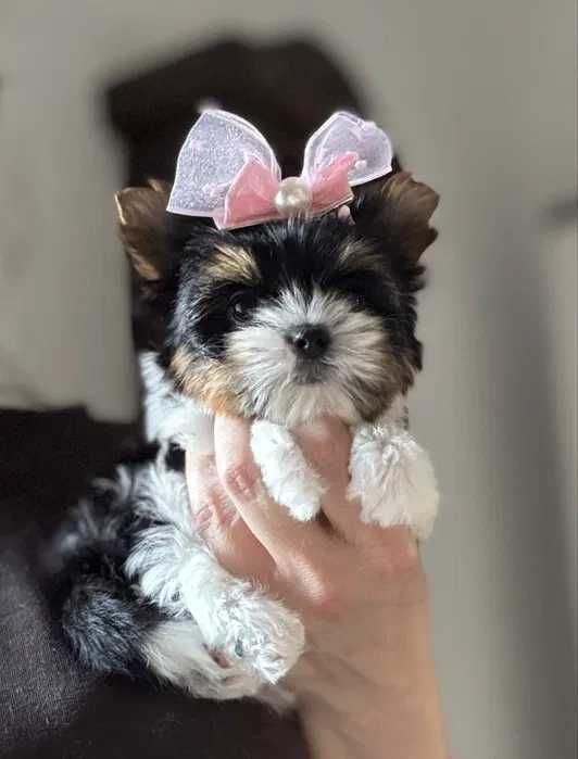 Biewer Terrier femea