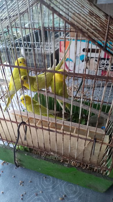 Vendo piriquitos amarelos,a 5 euros cada um.