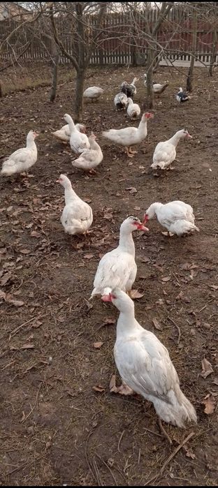 Терміново продам качки-шипуни(індокачки)