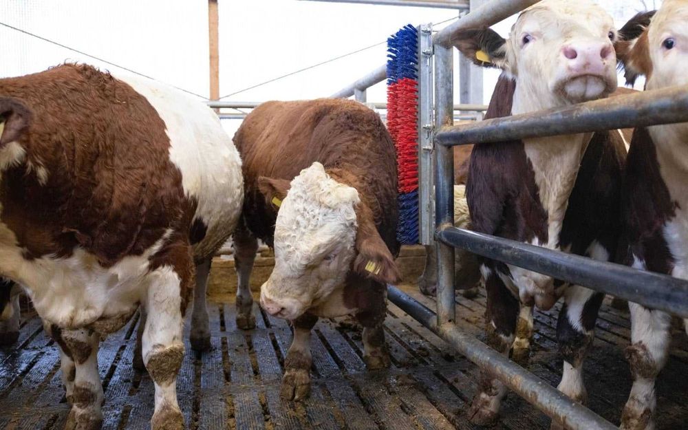 Czochradło dla bydła, HAPPYCOW Bully