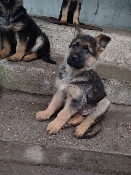 Продам цуценят німецької вівчарки