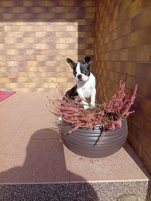 Boston Terrier piesek