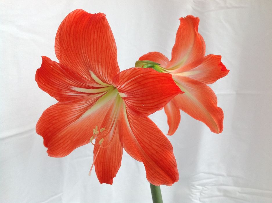 Гиппеаструм королевский (способные цвести взрослые растения)