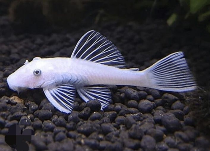 Ancistrus Snow White