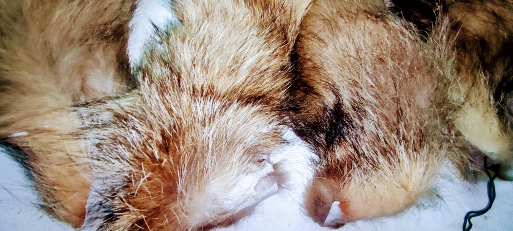 Peles - 6 rabos e 1 pata