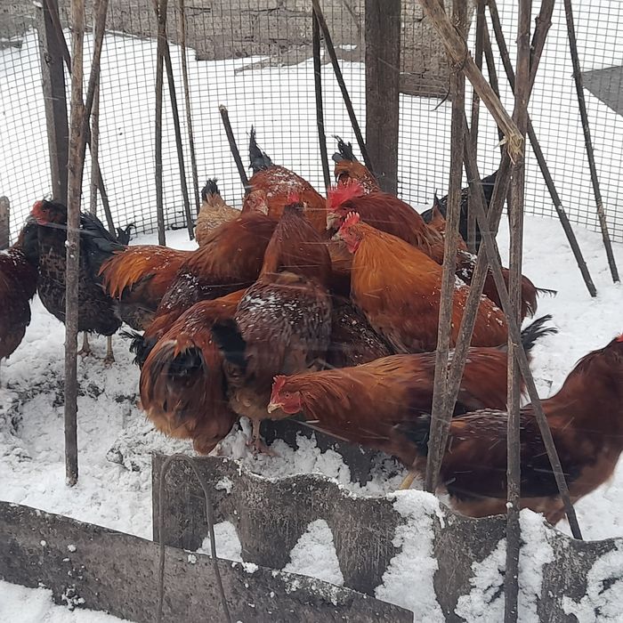 Продам домашних красных петухов на развод или на мясо.