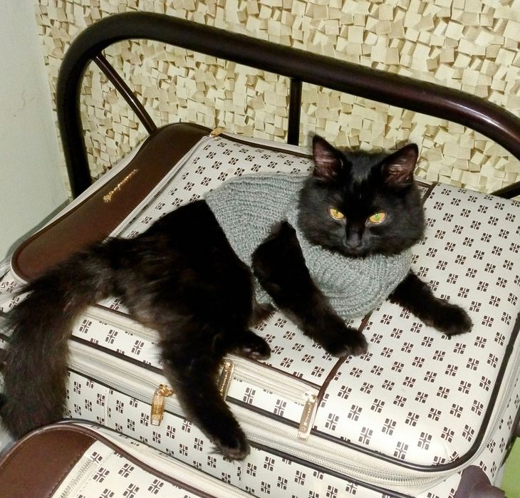 Киця Шуша шукає гарну сім'ю