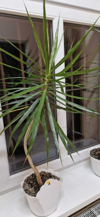 Dracena kwiat ok 120 -130 cm wysoka
