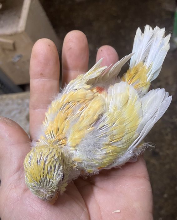 Red rumpede criar á mão