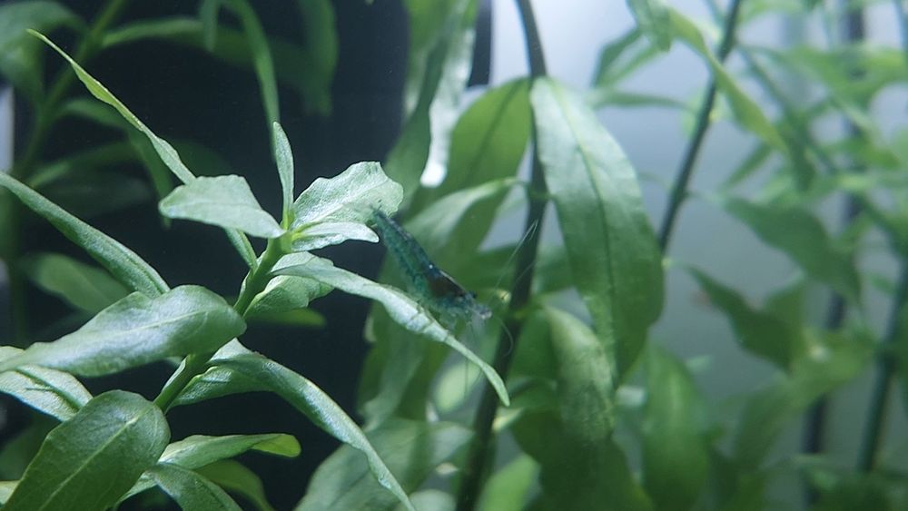 Camarões Blue Dream - neocaridina davidi