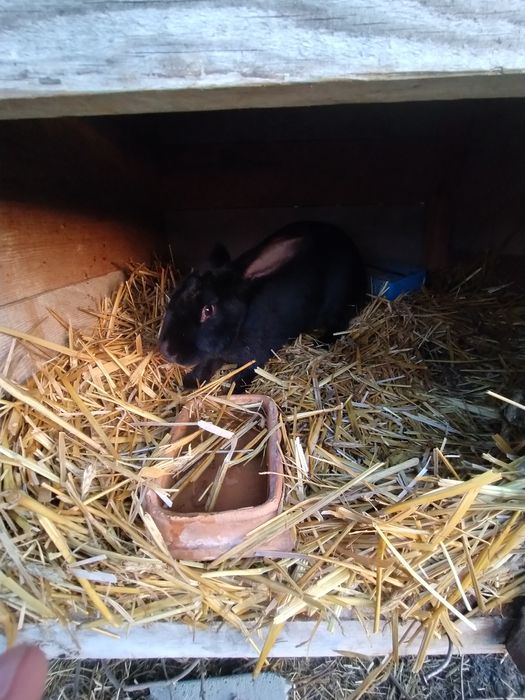 Króliki Samce i samice