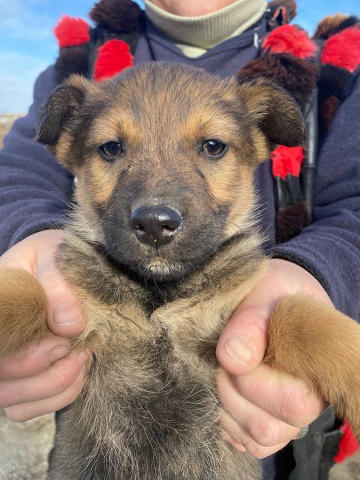 Мишка красивейший мальчик 2 мес.