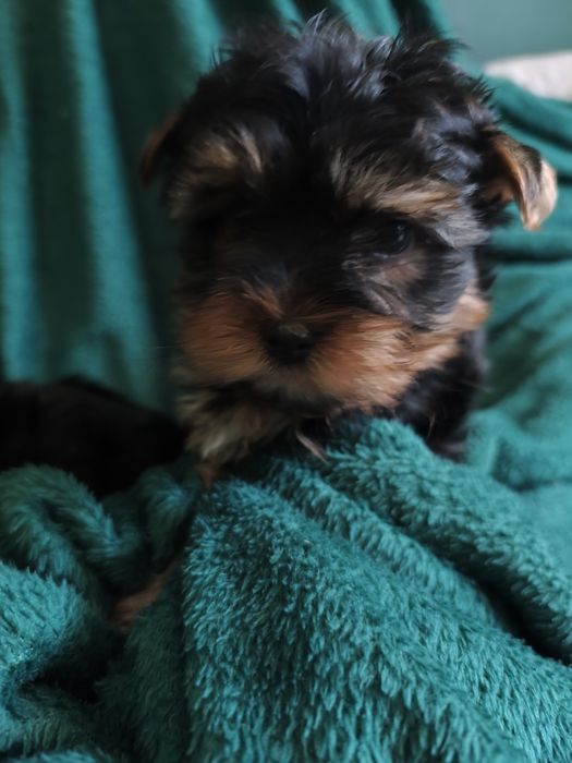 York shire terrier pieski