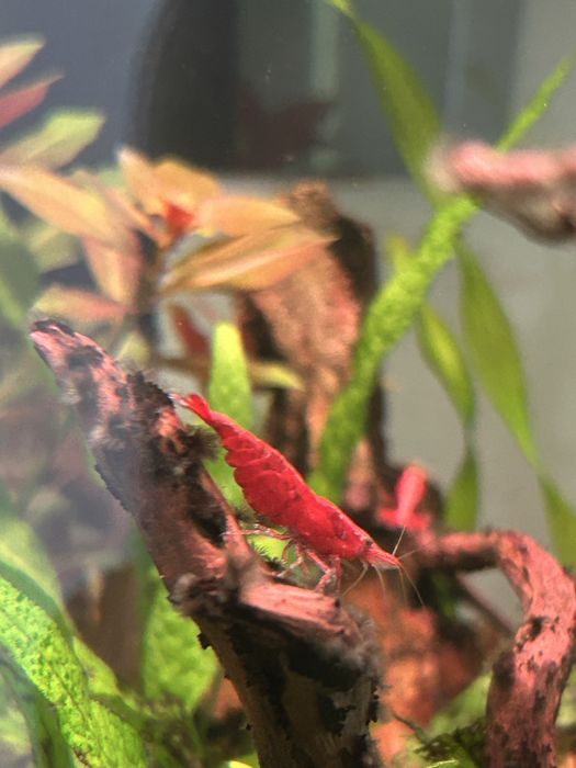 Krewetki sakura red, red cherry oraz mix