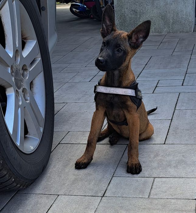 Owczarek Belgijski Malinois piesek