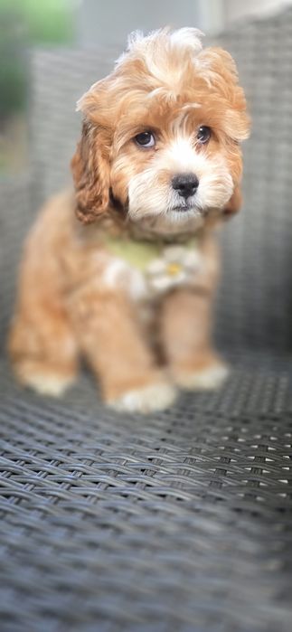 Cavapoo / chłopiec